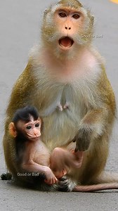 9.6K views · 688 reactions | What's strange happening why Anna screaming like that! | Good Or Bad | Facebook