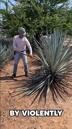 That's What's Actually Inside Your Tequila Bottle 🌵 #tequila #didyouknow #fyp