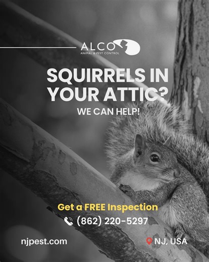 ALCO PEST CONTROL NJ on Instagram: "Squirrel Control in NJ ALCO Animal & Pest Control provides expert squirrel control in NJ to remove unwanted wildlife and prevent recurring activity. Our team handles nests, damage, and entry points with professional exclusion methods for long-term safety. Learn more: https://njpest.com/pest_control_nj.asp?pest_id=34 #squirrelissues #wildliferemovalnj #pestcontrolservices #homesafeguard #njwildlife"
