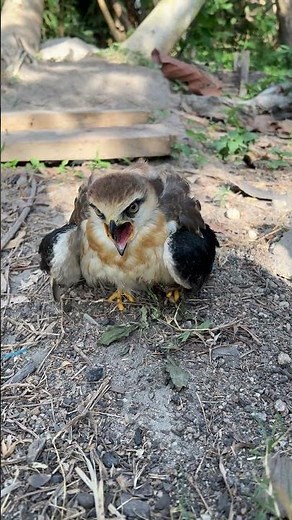 hawk sounds to scare birds😱🦅#shorts #hawk #birds #eagle #animals #wildlife
