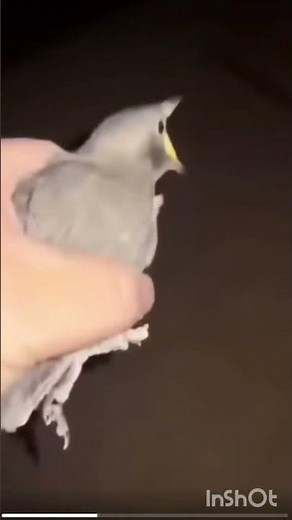 Person Grabs Bird… Then Chaos Ensues! 🐦😂 | Screaming Bird Meme