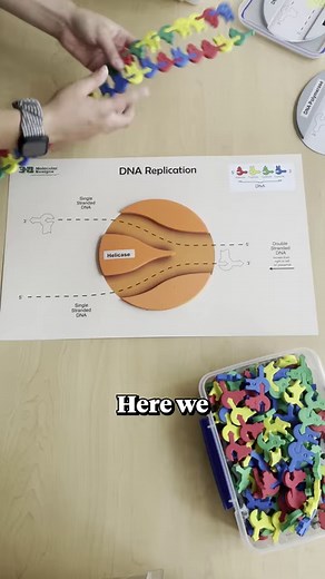 2.2K views · 42 reactions | Unboxing a DNA modeling kit for middle...