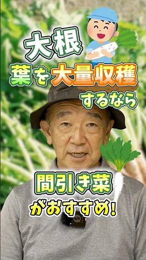 Grow Leafy Daikon Radish for a Massive Harvest! [Expert Farmer Tips] #shorts