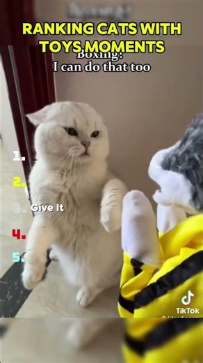 Ranking Cats With Toys Moments #trend #vecna #funnycatmeme