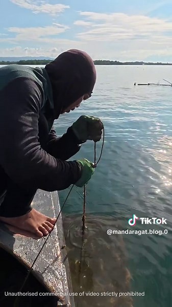 Pandaw ng trap #fishing