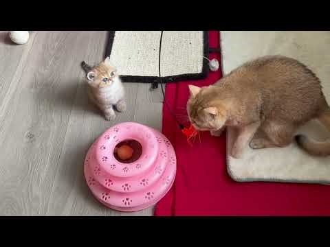 48-Day British Kittens 😻 Banjo, Bernie & Bento Meet an “Orange Snake”?!