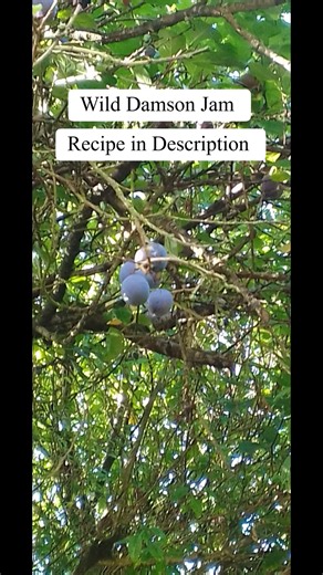 🍇 Homemade Damson Jam ✨ Makes ~6 jars Ingredients: 1.5 kg damsons (whole, washed) 1.5 kg sugar 300 ml water (Optional) knob of butter Method: 1️⃣ Put whole damsons water in a large pan. Simmer 20–30 mins until soft and skins split. 2️⃣ Add sugar, stir to dissolve. Bring to the boil. 3️⃣ Boil hard 10–15 mins until setting point (wrinkle test on a chilled plate). 4️⃣ Remove stones as they float up (or sieve through a colander). 5️⃣ Pot into sterilised jars, seal straight away. 💡 Tips: High pecti