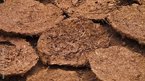 A steady, extreme close up shot of ants and bugs on the ground.