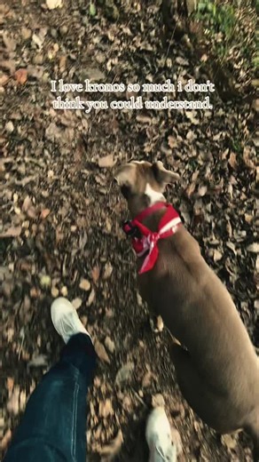 Just me and him against the world 🤞🏼#servicedogcommunity #servicedogintraining #dogcommunity #dogcommunityfyp #fyp