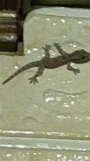 Small lizard from the Philippines.