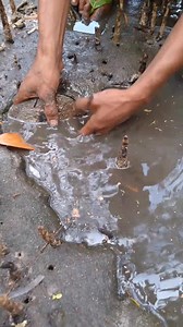 Ang laki ng scallop shell 🐚😱 #highlights2025 #fbreels | gems vlog