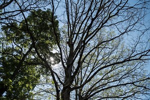 Move over ‘murder’ hornets, now Asian giant gypsy moths could be a problem: report