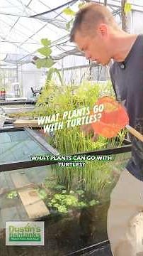 What Plants Can You Keep With Turtles? 🐢