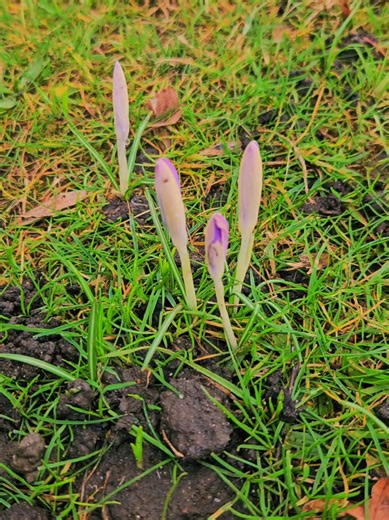 Crocus: first sign of spring #springiscoming #fyp #crocus