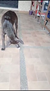 URGENTE NECESITAMOS AYUDA Nos informan de este perrito en la Avda L Lorena, entra a Senya.. está quebrada la patita no puede caminar, si alguien puede darle acogida y atención médica, pro favor al 095 890 2651 Lastimosamente estamos a full, con perros que llevan años sin ser adoptados a pesar de estar en las Mejores condiciones | Protección Animal SD