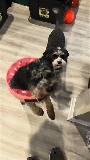 Puppy Swallows Treat Whole! Crazy Cavapoo