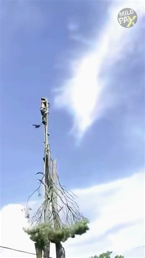 The Deadly Mistake When Cutting Trees 😱🪚🌲