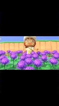 Animal Crossing: New horizons flower breeding guide Pt. 1: chrysanthemums!! (mums) -- MintyCrossing