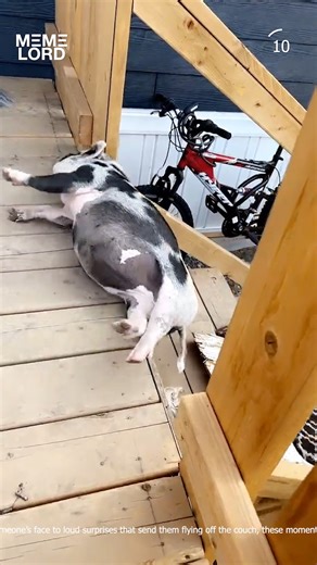 9.7K views · 65 reactions | Sleeping Moments! | Meme Lord | Facebook