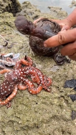 Amazing Octopus Found Inside a Giant Seashell | Incredible Sea Discovery 🐙🐚