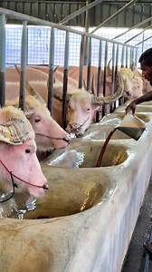 Afternoon care shepherd serving liquid molasses to albino buffaloes 💧🐃 || #BuffaloCare #FarmLife #MolassesFeed #AgroRoutine #Reels | Biggest Cow in Bangladesh