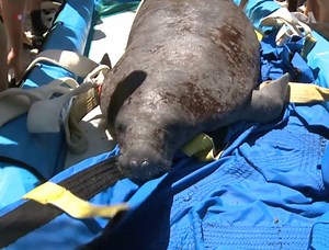 72K views · 863 reactions | An injured manatee is back in the waters of the Florida Keys after eight months of rehabilitation. | Voice of America | Facebook