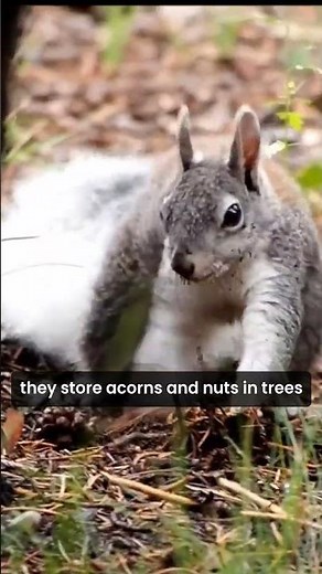 What is the difference between Squirrels and Chipmunks