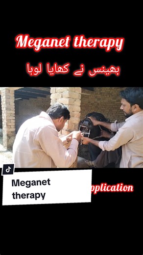 Magnet Therapy in Buffalo 🐃 #Foryoupage #foryoupage #tiktokviral #viral_video #foryoupage❤️❤️ #foryou