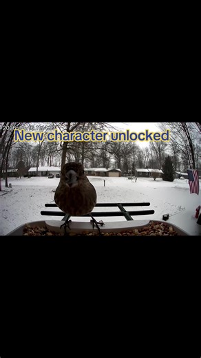 #screammovie #VozDosCriadores #birds #birdsoftiktok | birds