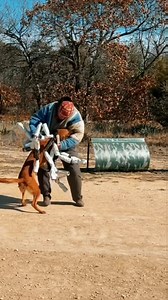 282 reactions · 5 comments | A little backyard work with the pups #protectionsportsassociation #malinois #dutchshepherd #dog #workingdog #protectiondog #k9 #puppy : @mygirlsamara | Dog Training is my Passion | Facebook