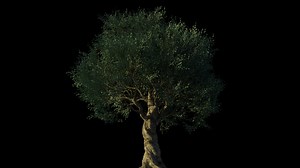 4K Olive Tree Growing Timelapse