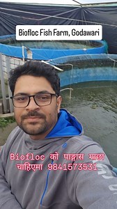 1.8K views · 839 reactions | Biofloc प्रबिधिमा गरिएको माछापालन। #smartkrishifresh #bioflocfishfarm | Smart कृषि | Facebook