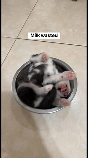 Way back when Hachi was just a little milk wasted puppy 😂 | Hachi The Husky