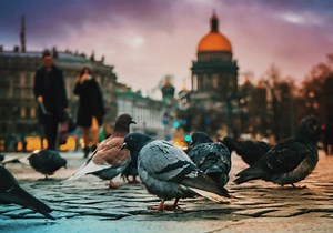 Russia is testing brain-implanted pigeons as remote-controlled "biodrones"