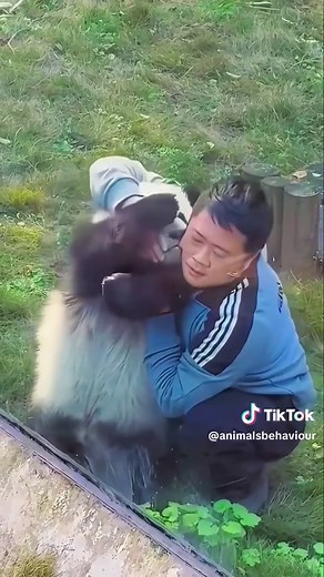 Adorable Baby Pandas: Cute Animal Moments