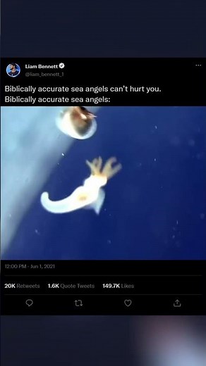 Accurate angel (Sea angel) #nature #facts #animals #science #biology