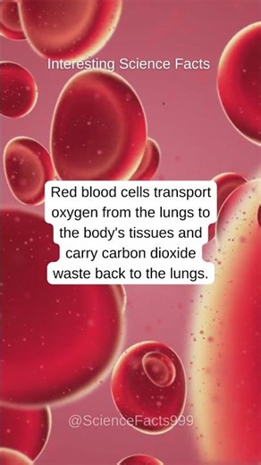 What is the function of red blood cells?