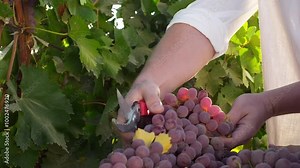 Male hands cut and pick ripe grape bunches from vines during wine harvest season. The harvesting of wine grapes in winemaking. Grape harvest. Agriculture