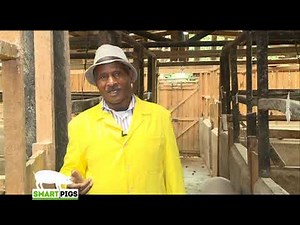 From dairy farming to a more profitable Pig farming - Part 1