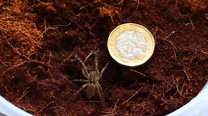 12K views · 221 reactions | Did you watch Animal Park on TV this morning? Then you'll know all about our work to help conserve the incredibly rare Desertas wolf spider species. ️ Here's our latest update from Keeper James about our successful efforts to bolster the Desertas wolf spider population as part of our plan partnership with Bristol Zoo Gardens - so successful that a grand total of 120 baby spiders have hatched here at the park! | Longleat | Facebook