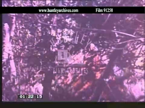 1978 fighting in Rhodesia. Zimbabwean War of independence. Archive Film 91258