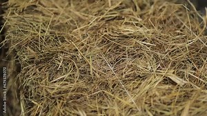 hay close-up. close-up of organic hay texture. Dry hay grass close-up. Drought and shortage of grains, as well as an abundance of animal feed. Environmentally friendly and natural products.