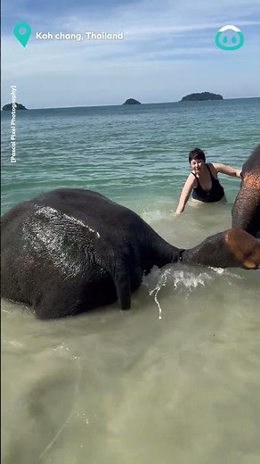 Elephants Enjoy A Beach Day || ViralHog