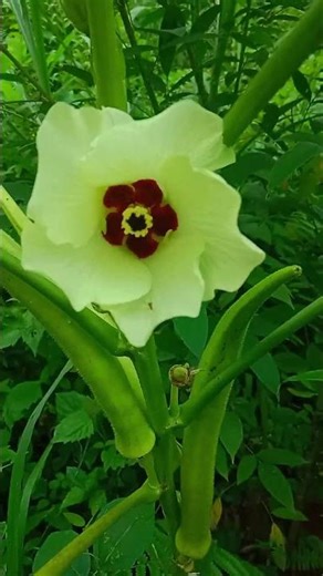 OKRA FLOWER | Life in the Countryside Philippines #fypシ #viral #viralvideo #shorts #ginger #farming