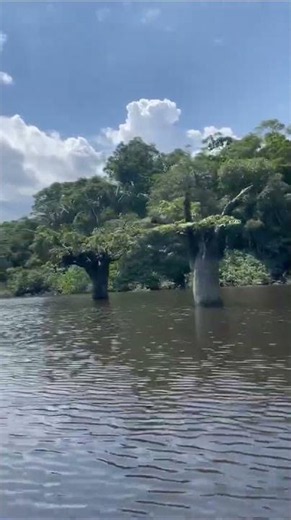 Discovering Cuyabeno, Ecuador, Responsible Travel South America from Maria E. 🇪🇨