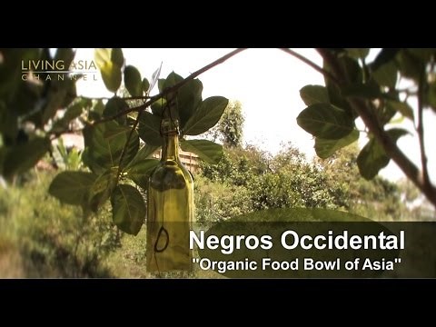 Organic Farming in the Philippines: Living Asia Channel Documentary Organic Negros Occidental