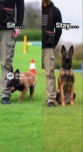 This Puppy Is Completely Out of Control 💀