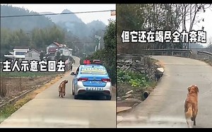 主人年后坐出租离家，狗狗狂追3公里相送，主人下车“双向奔赴”_哔哩哔哩_bilibili