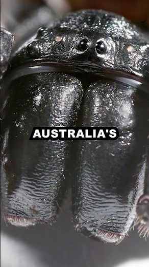 Meet Australia’s Nightmare Spider 🕷️😱