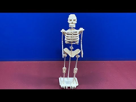 Sea-Land DIY 3D Woodcraft Construction Kit Human Skeleton